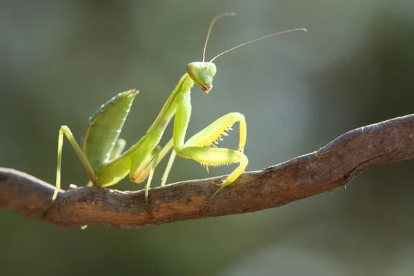 Skönhet mantis. — Stockfoto