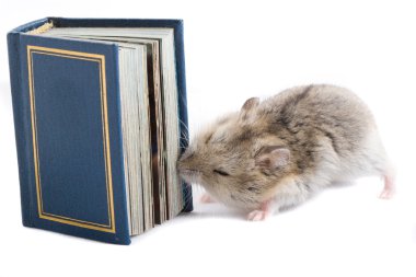 Little hamster wants knowledge clipart