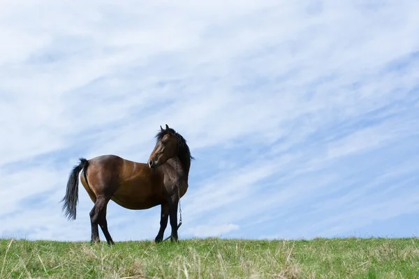 Zwarte paard op de weide. — Stockfoto