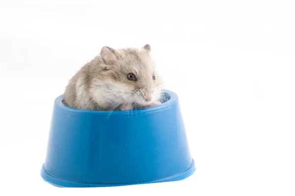 Funny little hamster. — Stock Photo, Image
