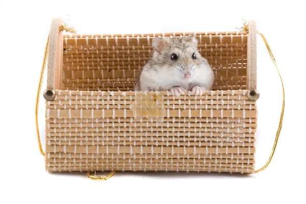 Kleiner Hamster im Geschenk-Paket. — Stockfoto