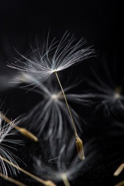 Dandelion seed macro. clipart