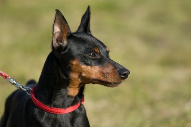 Minyatür pinscher.