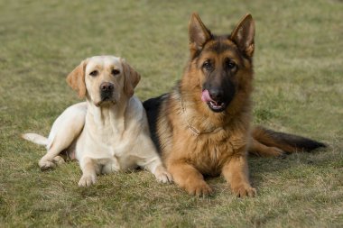 Moskova çoban köpeği ve labrador retriever.