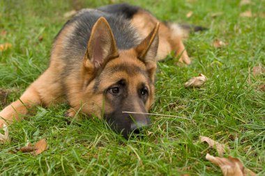 üzgün Moskova çoban köpeği.