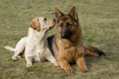 Moskova çoban köpeği ve labrador retriever.