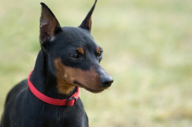 Minyatür pinscher.