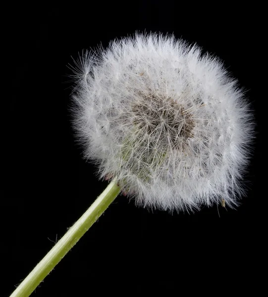 stock image Single dandelion.