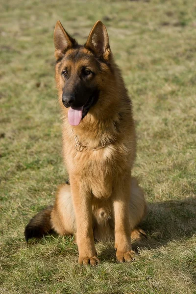 Cão pastor de Moscovo . — Fotografia de Stock