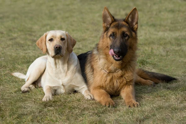 Moskauer Schäferhund und Labrador Retriever. — Stockfoto