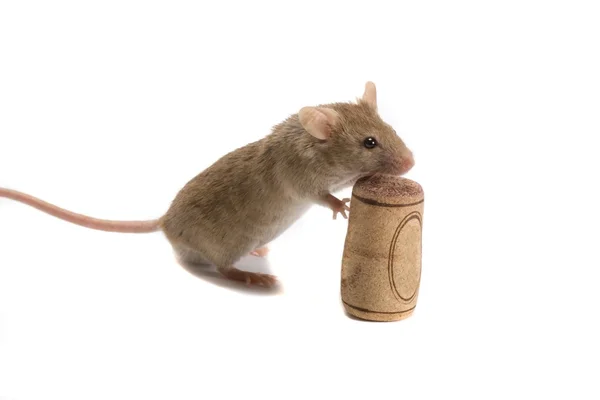 Mouse with cork. — Stock Photo, Image