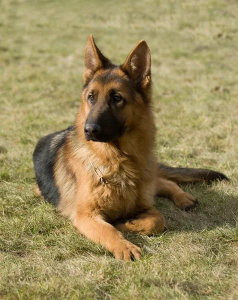 Cão pastor de Moscovo . — Fotografia de Stock