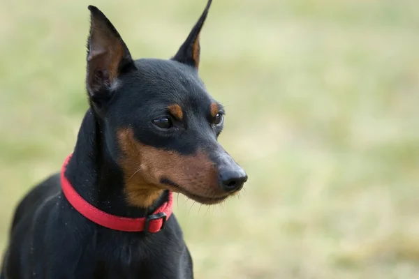 stock image Miniature pinscher