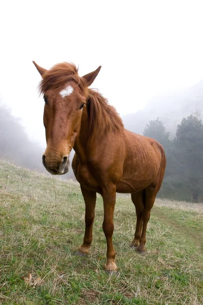牧草地で馬が. — ストック写真