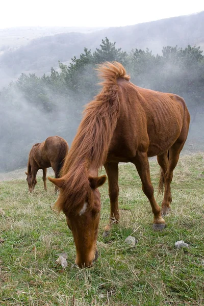 Две лошади на пастбище. — стоковое фото