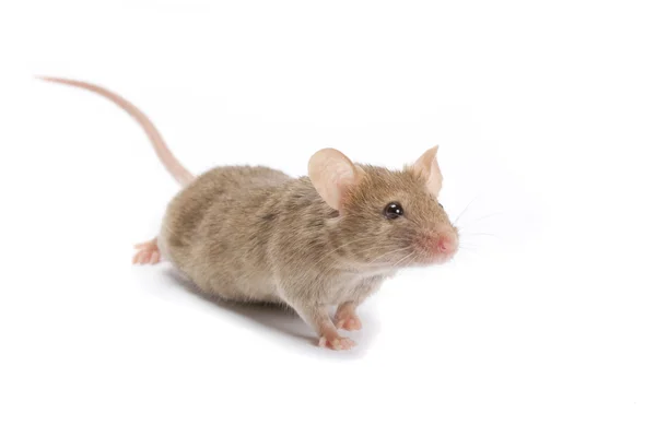 Intresserad av musen. — Stockfoto