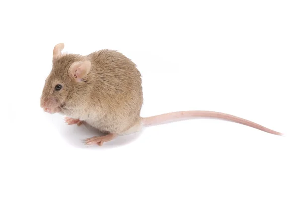 Kleine bruine muis. — Stockfoto