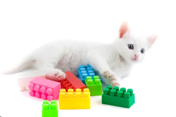 Gatito con juguetes . — Foto de Stock