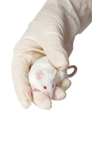 Wetenschapper vasthouden van witte muis geïsoleerd op wit. — Stockfoto