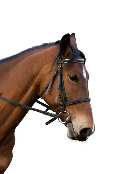Bay häst. — Stockfoto