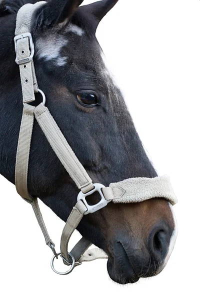 Лошадь . — стоковое фото