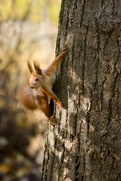 Wild squirrel. — Stock Photo, Image