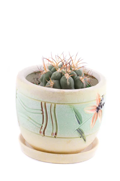 Nice cactus in beauty pot. — Stock Photo, Image