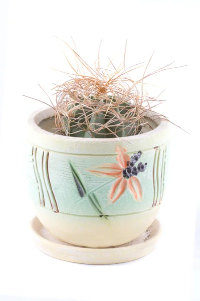 Schöner Kaktus im Schönheitstopf. — Stockfoto