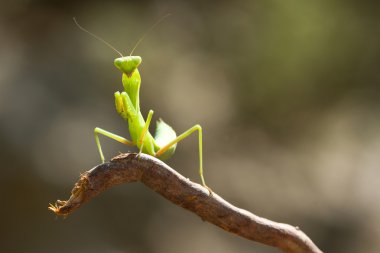 Praying mantis. clipart