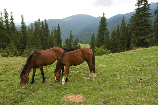 Två vilda hästar. — Stockfoto
