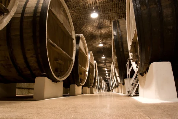 stock image Big wine barrels.