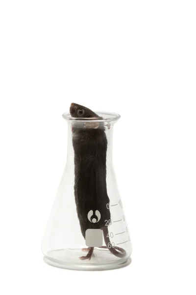 Laboratoriet mus - lite svart mus i en bägare. — Stockfoto