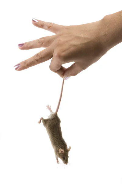 Kleine graue Maus. — Stockfoto