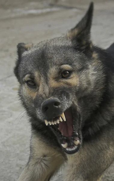 Cão irritado . — Fotografia de Stock