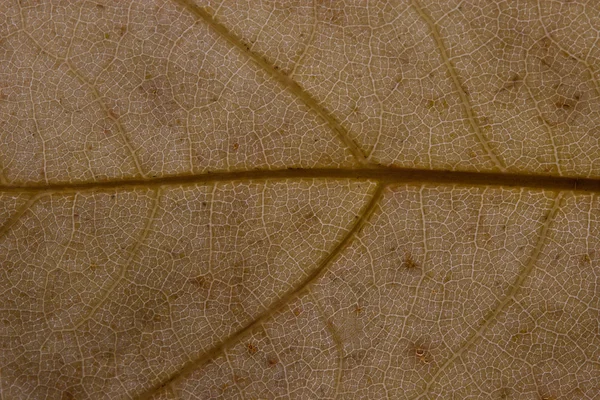 Leaf texture. — Stock Photo, Image