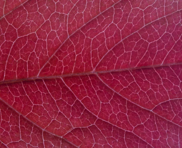잎자루 텍스처. — 스톡 사진