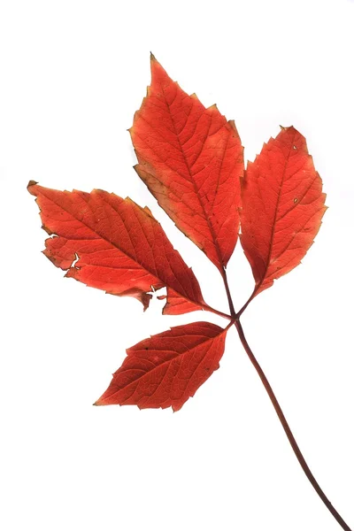 Leaf on white. — Stock Photo, Image