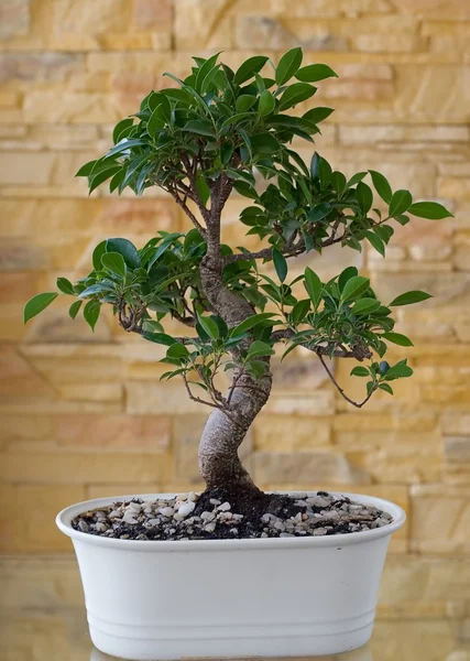 Árvore de Bonsai. — Fotografia de Stock