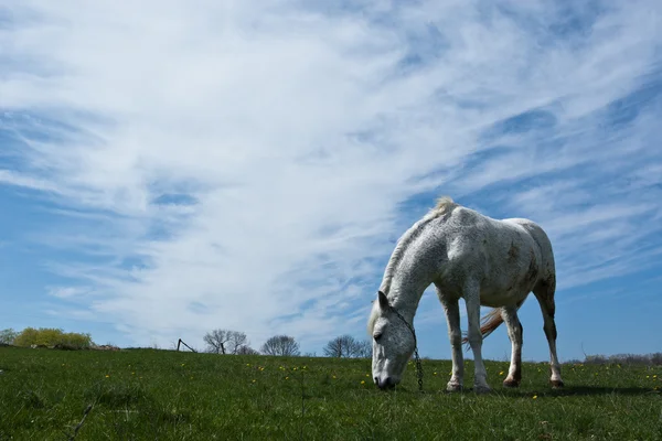 Beyaz atın. — Stok fotoğraf