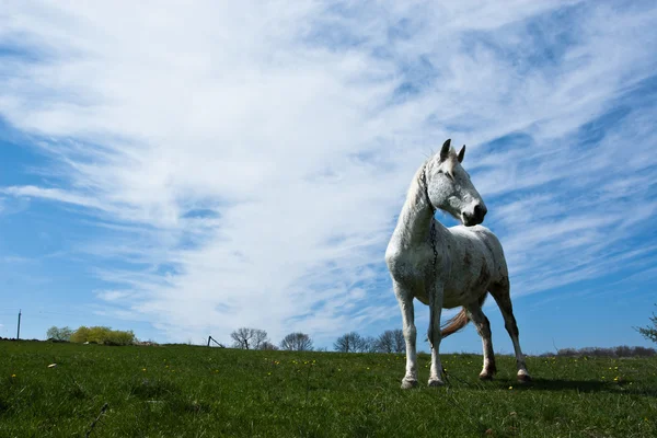Белая лошадь . — стоковое фото