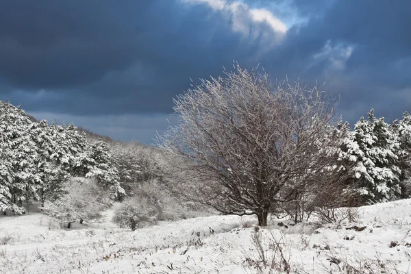 Зимнее дерево. — стоковое фото