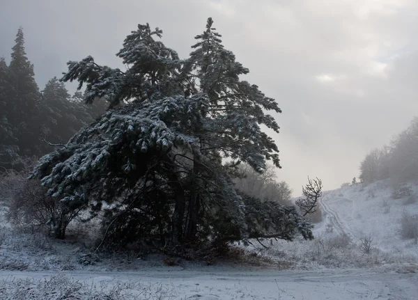 Winter Bomen Sneeuw Met Nevel Achtergrond — Stockfoto