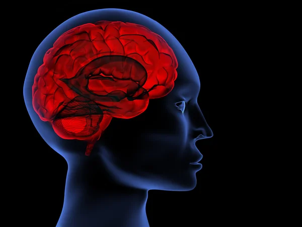 Scannen Eines Menschlichen Gehirns Durch Röntgenaufnahmen — Stockfoto