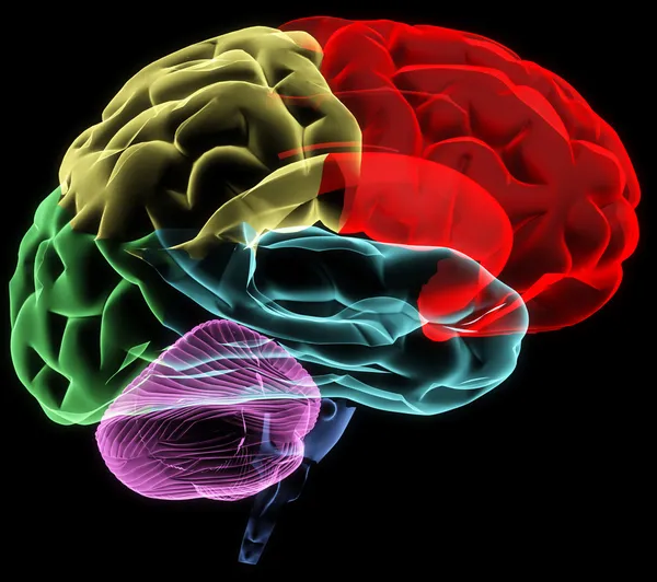 人体頭部脳の ストック画像