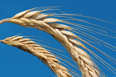 Golden wheat clipart