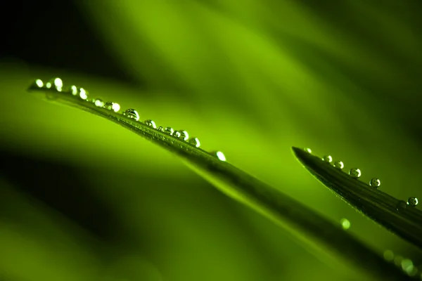 녹색 풀 — 스톡 사진