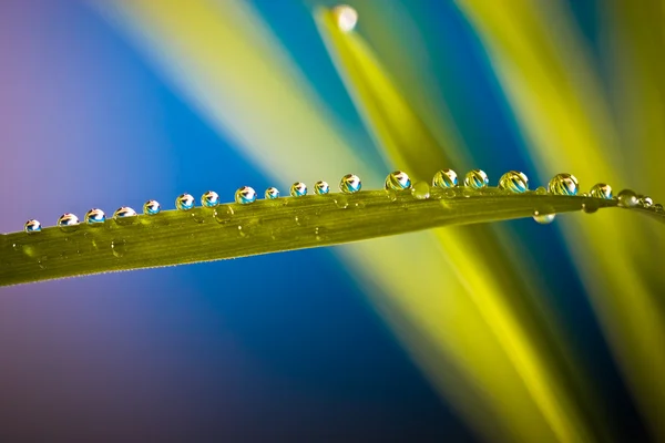 stock image Green grass