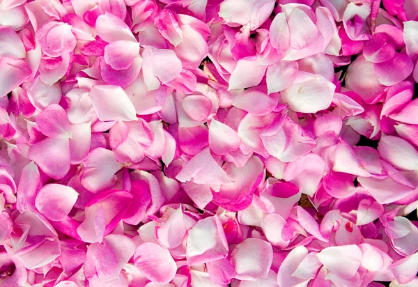 stock image Petals