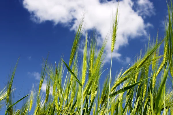 Yeşil buğday — Stok fotoğraf