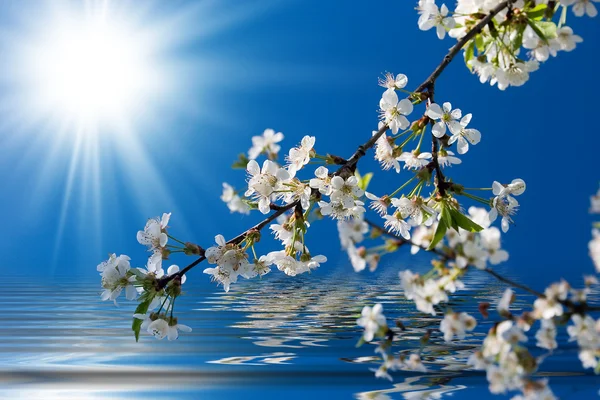 Blooming cherry — Stock Photo, Image